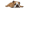 Bulldog anglais Meh