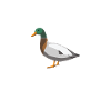 Canard drôle