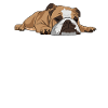 Lazy English Bulldog Nope