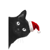Chat de noel
