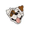 American Bulldog