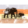 elephants