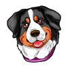 Berner Sennenhund Dürrbächler Bernersennenhund