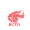 biceps