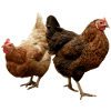 two happy chickens