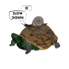 Funny turtle slug