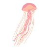 Méduse rose