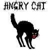 Angry cat