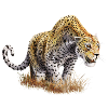 Full-length caricatured cheetah design