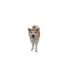 Snow Hound Akitahund Design