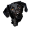 Schwarzes Labrador-Hundegesicht