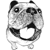 Bouledogue Français - Drôle d'humour
