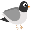dove