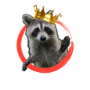 raccoon King