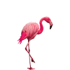 Miami Beach Flamingo