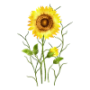 Sonnenblume
