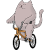 Vélo de chat
