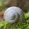 escargot