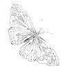 schmetterling alpha black