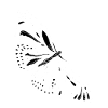 Papillon alpha blanc