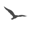 Vogel