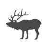Moose