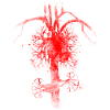 circulation sanguine