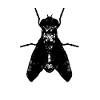 Insect insect fly artistic