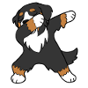 Dabbing Bernese Mountain Dog