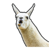 lama
