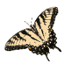 Lemon Butterfly Illustration