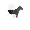 Bullterrier