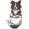 Taschen-niedlicher Border-Collie-Hund