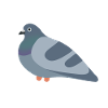 Pigeon's Best Friend