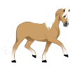 Dressage Hafi