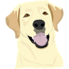 Labrador