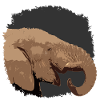 Elephant head with stylized look