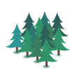 Arbres forestiers sapins sapins