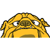 An English Bulldog