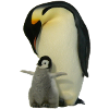 Penguin with baby