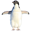 süßer Pinguin