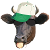 cool cow