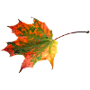 Buntes Blatt
