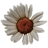 Oxeye daisy