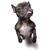 Mad Frenchie