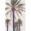 Palm Beach