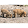 Boarling Boar (Sus scrofa)