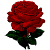 Rosa vintage rossa