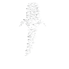 Whale