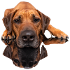 Rhodesian Ridgeback Photo - Image miroir